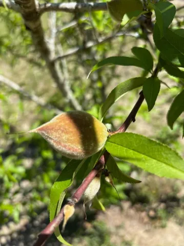 $565,000 | 151 Wabash Lane, Ruffin, SC 29475