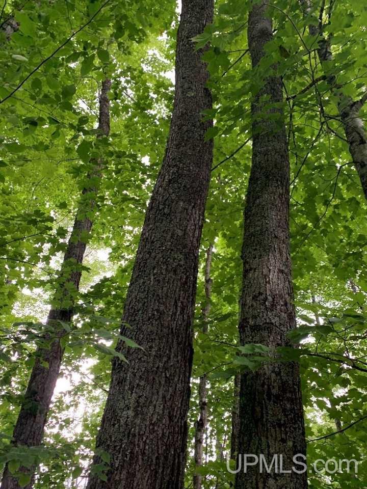 Tbd Off Old Mill Road Toivola, MI 49965 - Photo 1 of 10 Gallery Image 1
