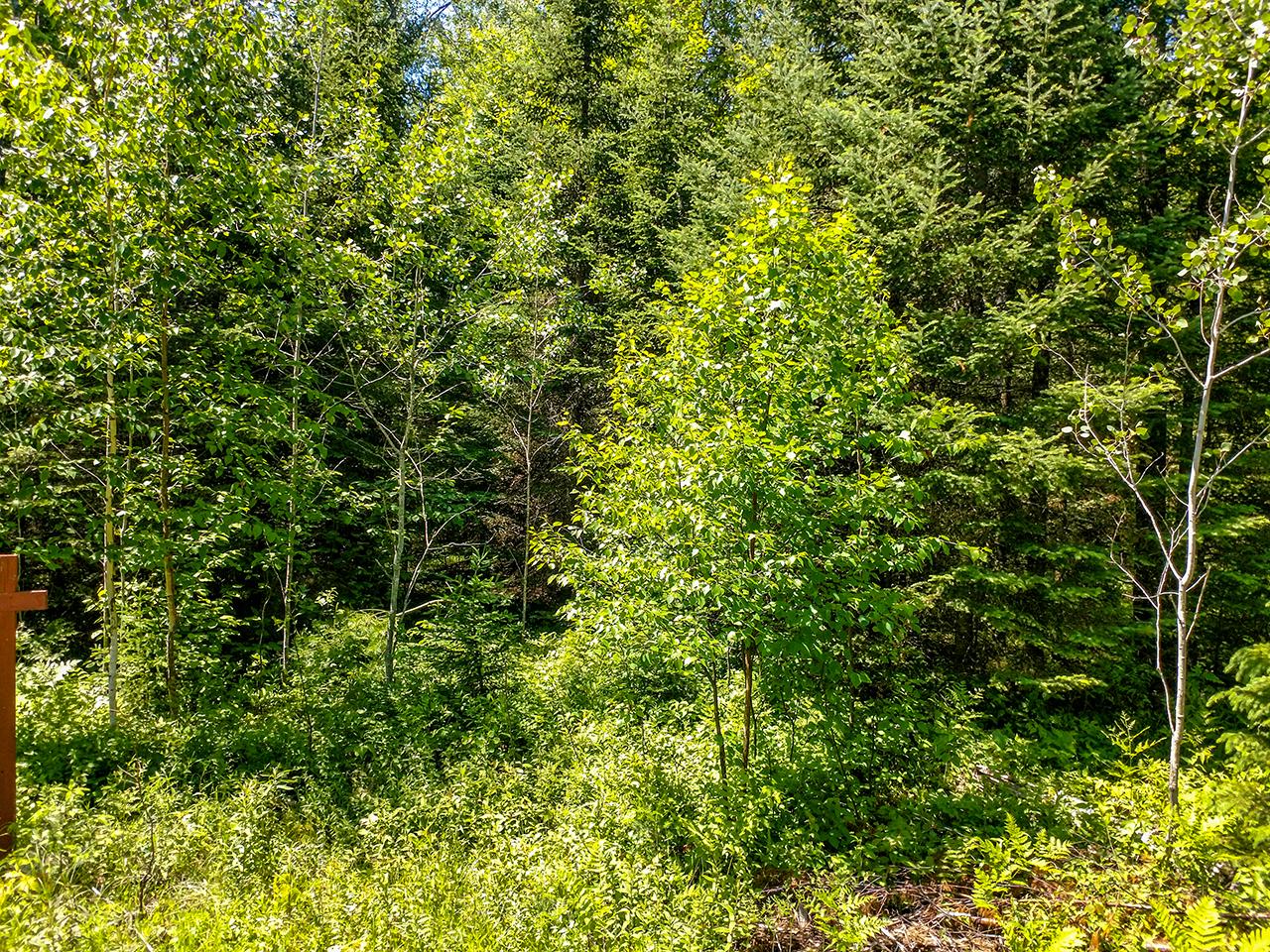 Lot 13 Sanctuary Road Tomahawk, WI 54487 - Photo 1 of 9 Gallery Image 1