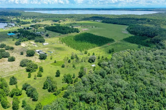 a view of a lush green forest with lots of trees