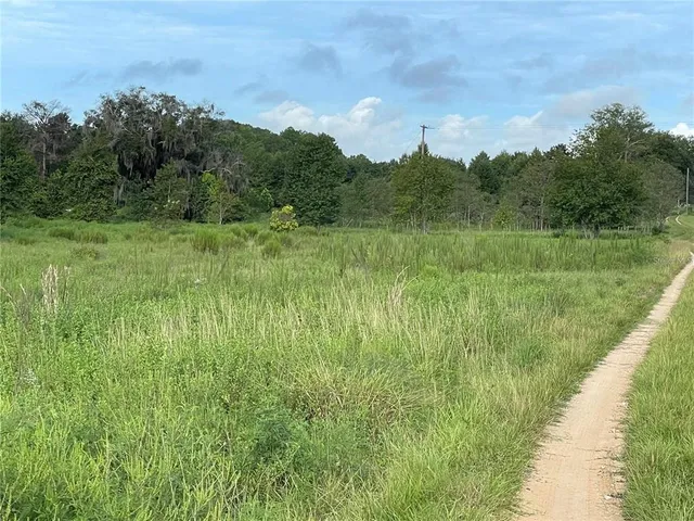 a view of a lush green space