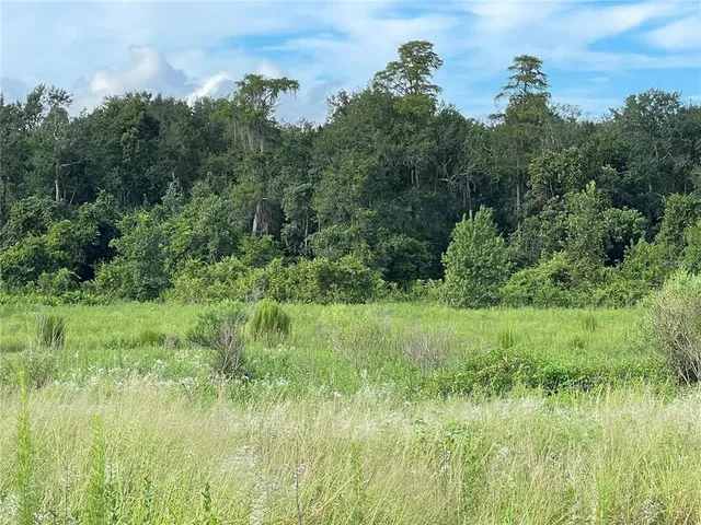 a view of a lush green space