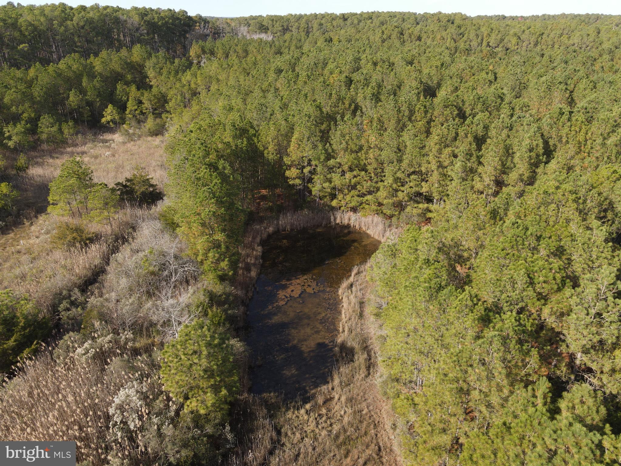 10407 William Sharpless Road Princess Anne, MD 21853 - Photo 7 of 7 a view of a forest with a tree
