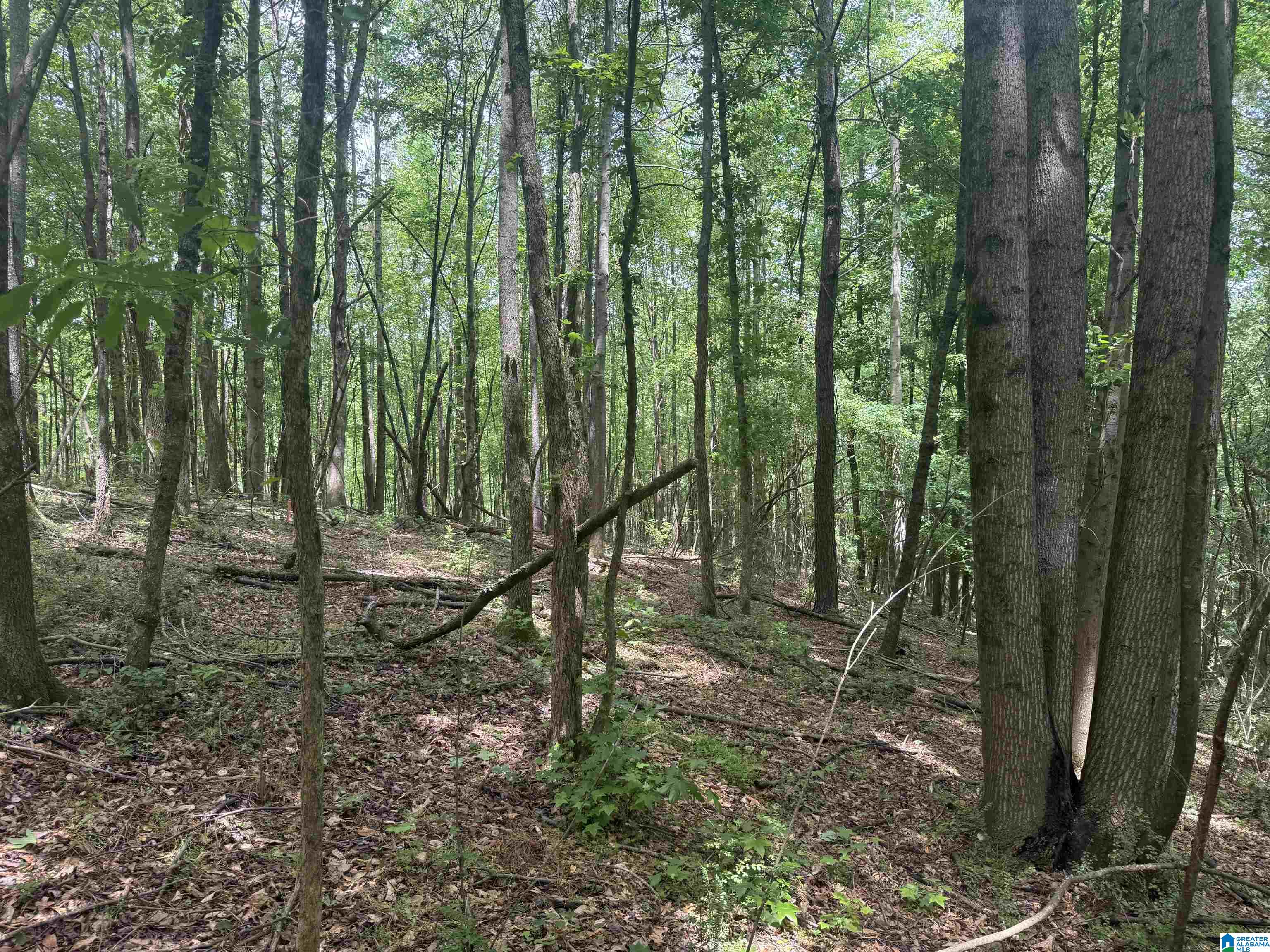 1 County Road 670 Ranburne, AL 36273 - Photo 2 of 11