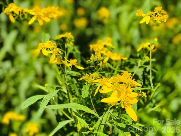 a view of a flower