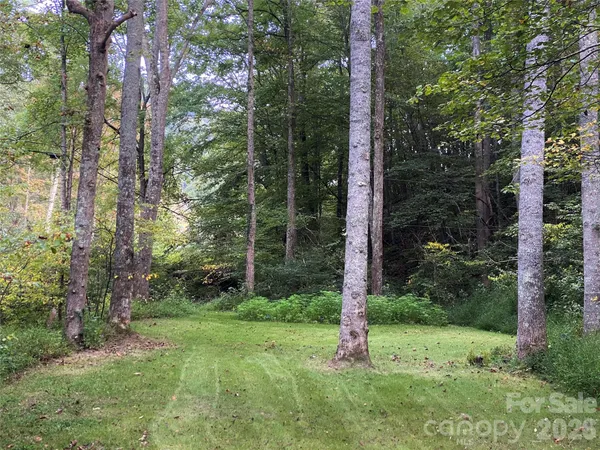 a view of a tree in a yard
