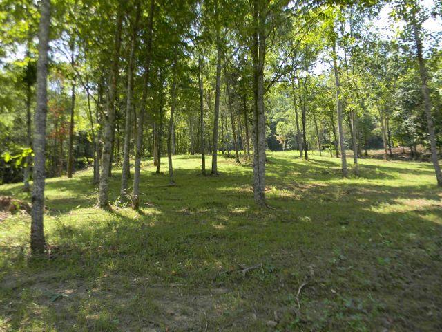 548 Dry Branch Road Dixon Springs, TN 37057 - Photo 3 of 5 Gallery Image 3