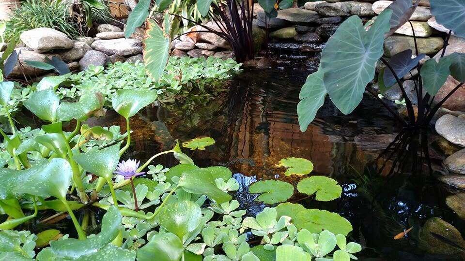 4201 Fillmore Street Hollywood, FL 33021 - Photo 18 of 27 Pond