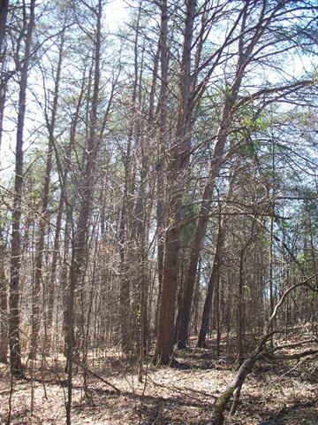 Lot #5 Ewing Road Spring City, TN 37381 - Photo 7 of 14 7