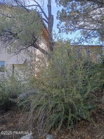 a view of a forest with large trees