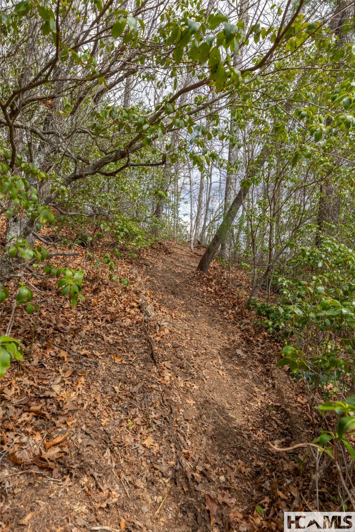 Lot 55 Cullowhee Forest Road Cullowhee, NC 28723 - Photo 5 of 32 Gallery Image 5