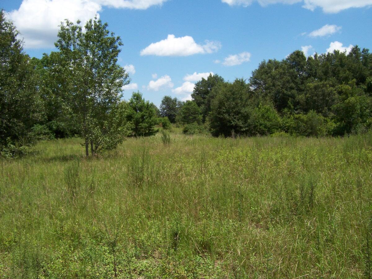 7.5-ac Walton Road DeFuniak Springs, FL 32433 - Photo 1 of 10 100_7575