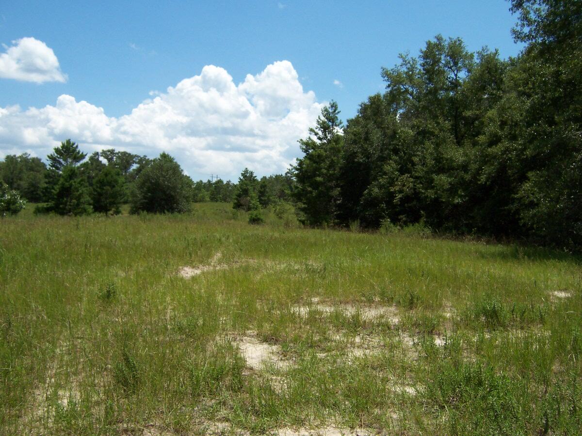 7.5-ac Walton Road DeFuniak Springs, FL 32433 - Photo 4 of 10 100_7576