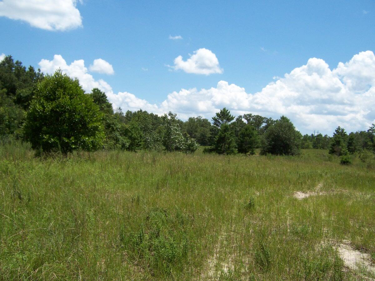 7.5-ac Walton Road DeFuniak Springs, FL 32433 - Photo 5 of 10 100_7577