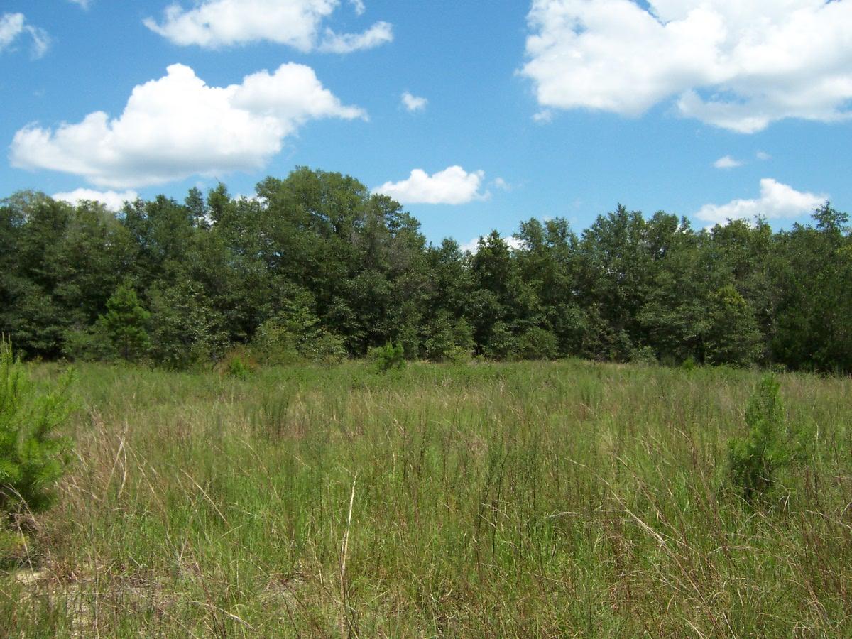 7.5-ac Walton Road DeFuniak Springs, FL 32433 - Photo 8 of 10 100_7580