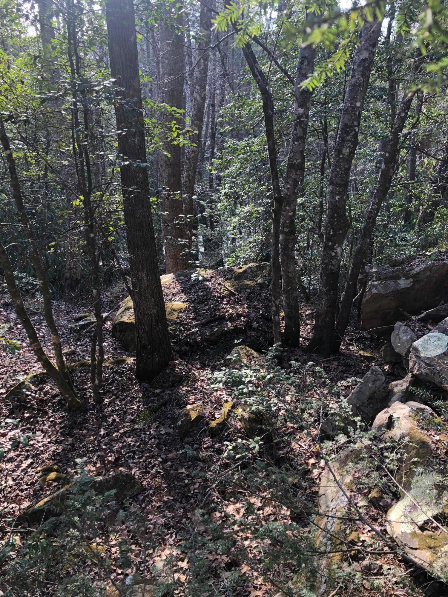 0 Long Branch Road Dunlap, TN 37327 - Photo 7 of 15 IMG_2341