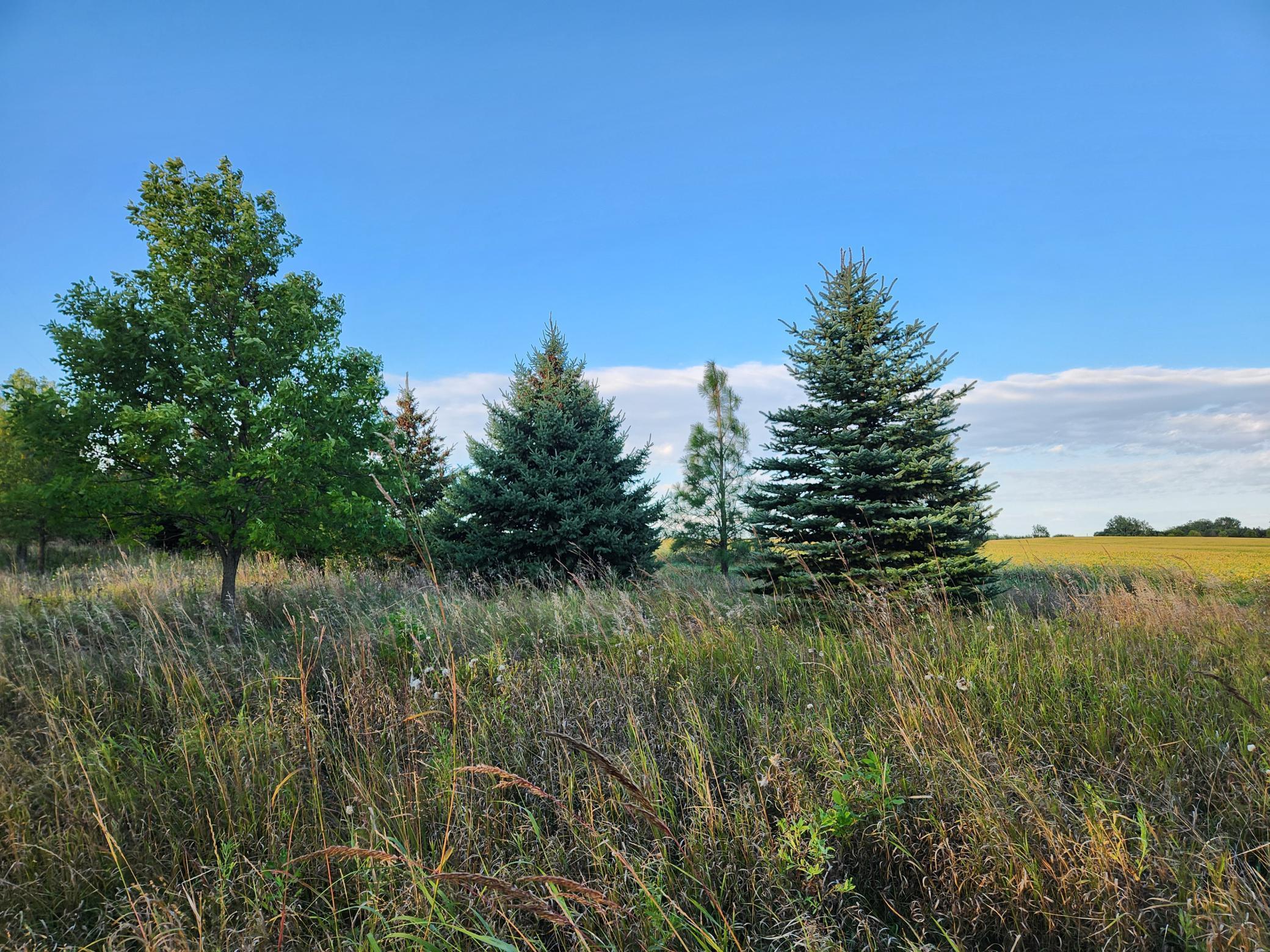 2051 120th Street Balaton, MN 56115 - Photo 28 of 52
