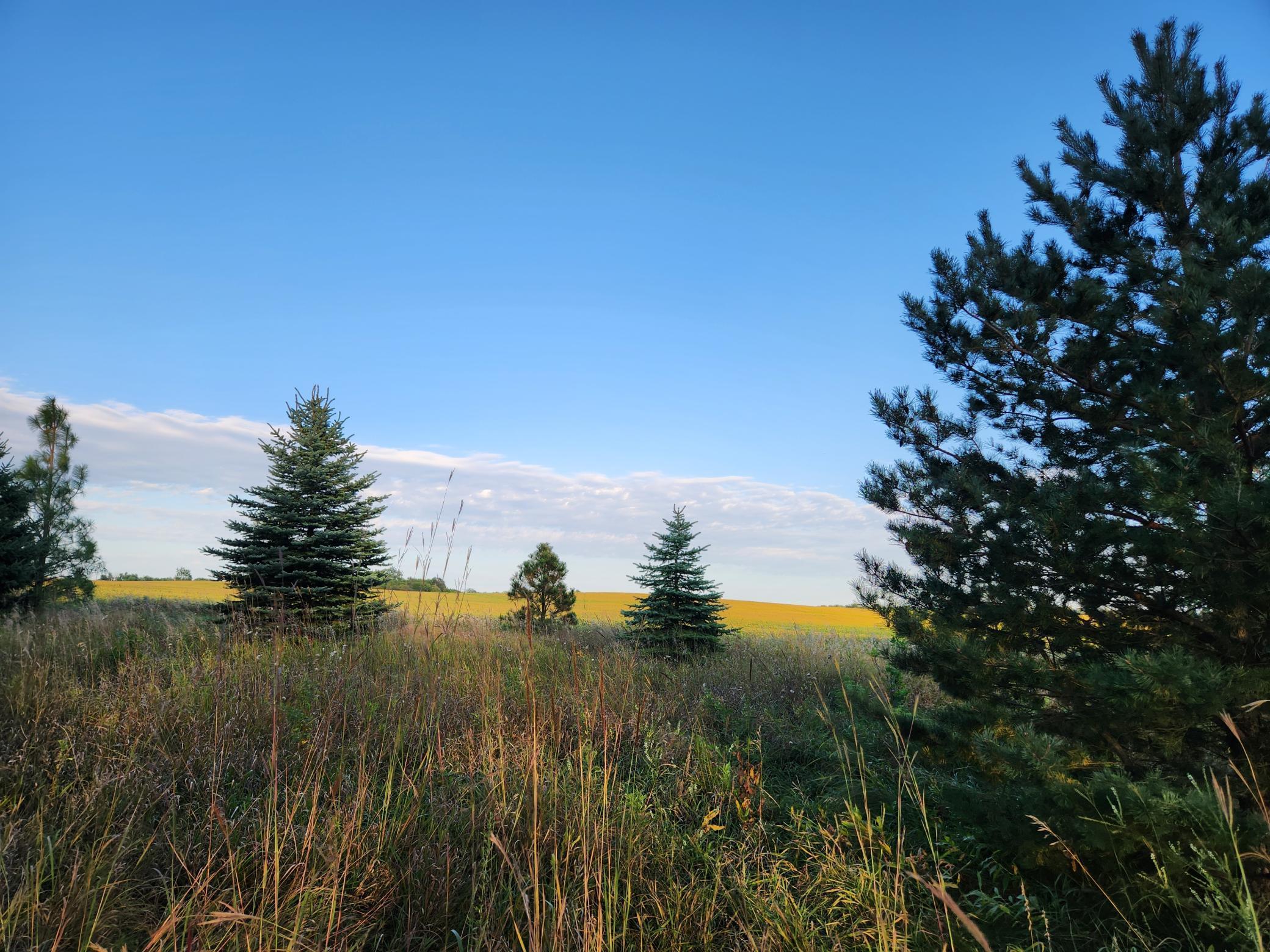 2051 120th Street Balaton, MN 56115 - Photo 29 of 52