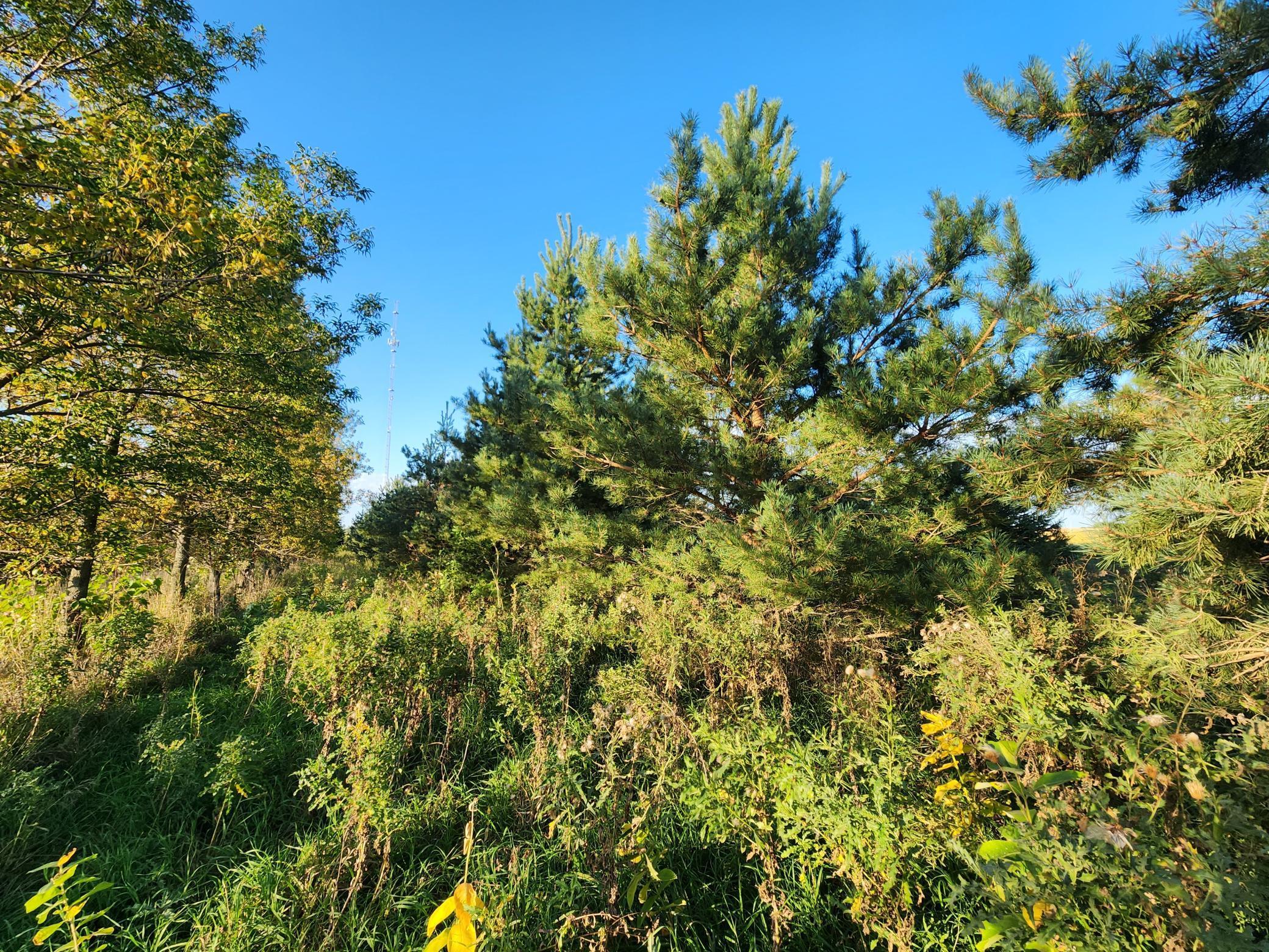 2051 120th Street Balaton, MN 56115 - Photo 29 of 46