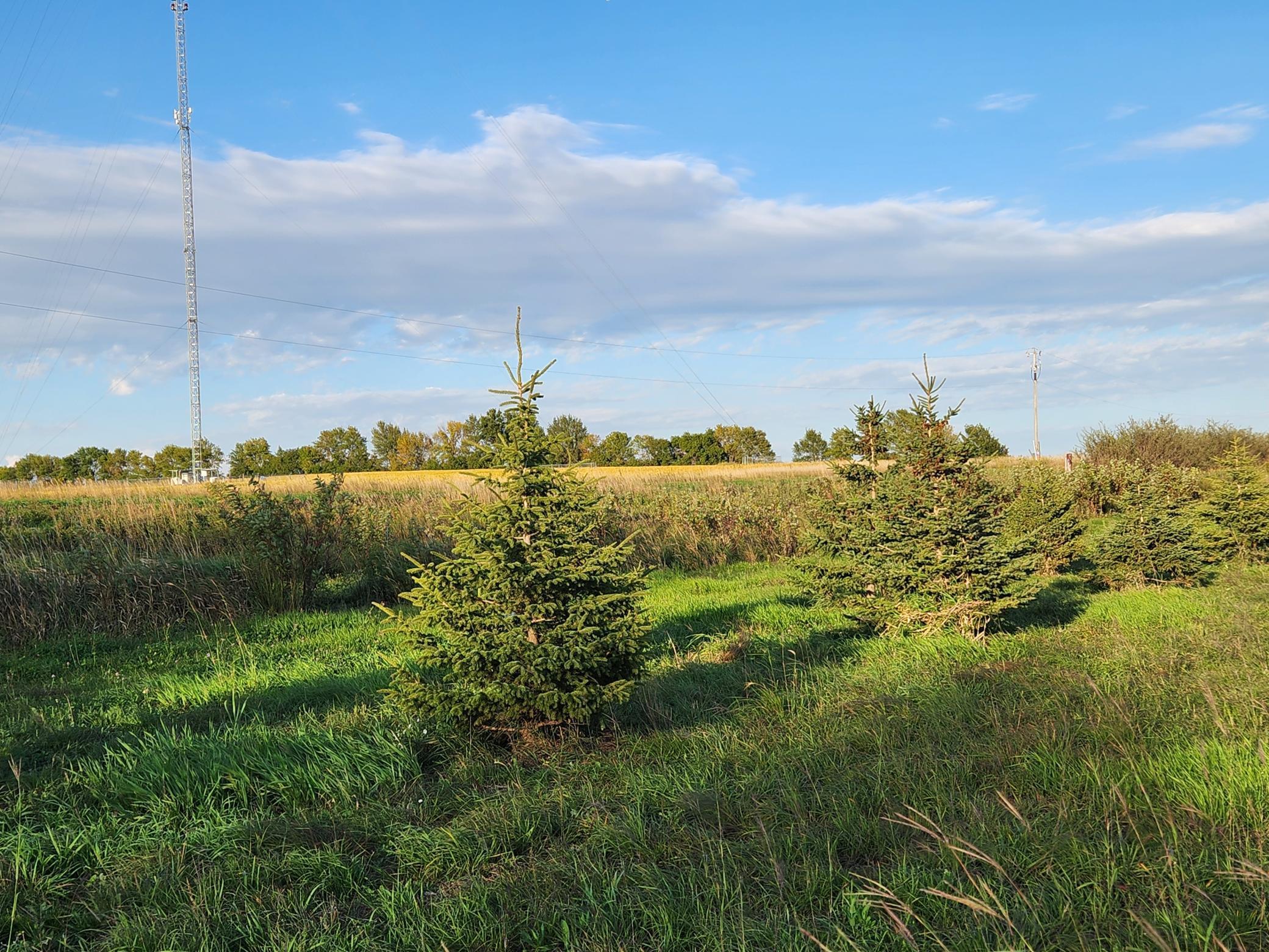 2051 120th Street Balaton, MN 56115 - Photo 36 of 52