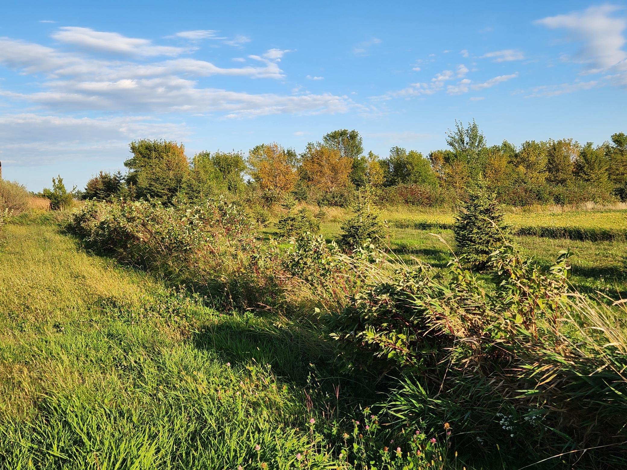2051 120th Street Balaton, MN 56115 - Photo 36 of 46