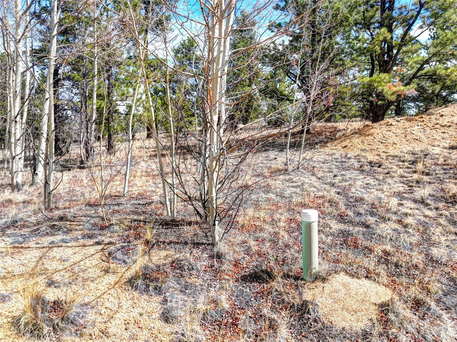 101 Patch Court Como, CO 80432 - Photo 3 of 23 a pathway of a yard with trees