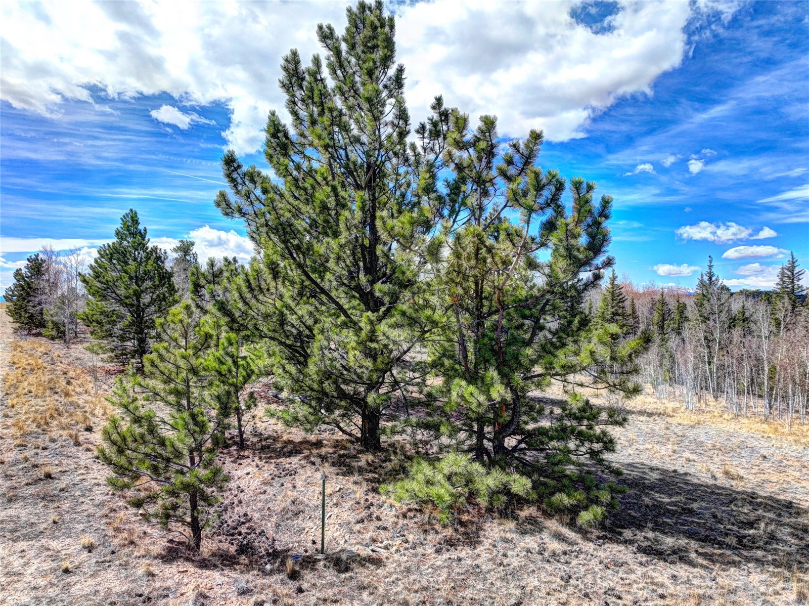101 Patch Court Como, CO 80432 - Photo 6 of 23 a view of a yard with a tree