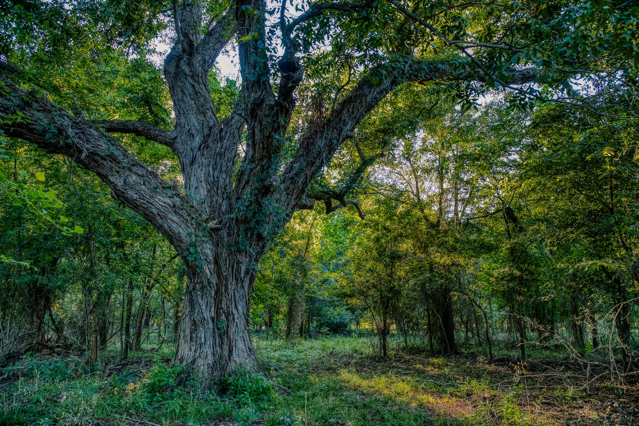 5344 Andert Road Bryan, TX 77808 - Photo 32 of 50 a view of a forest