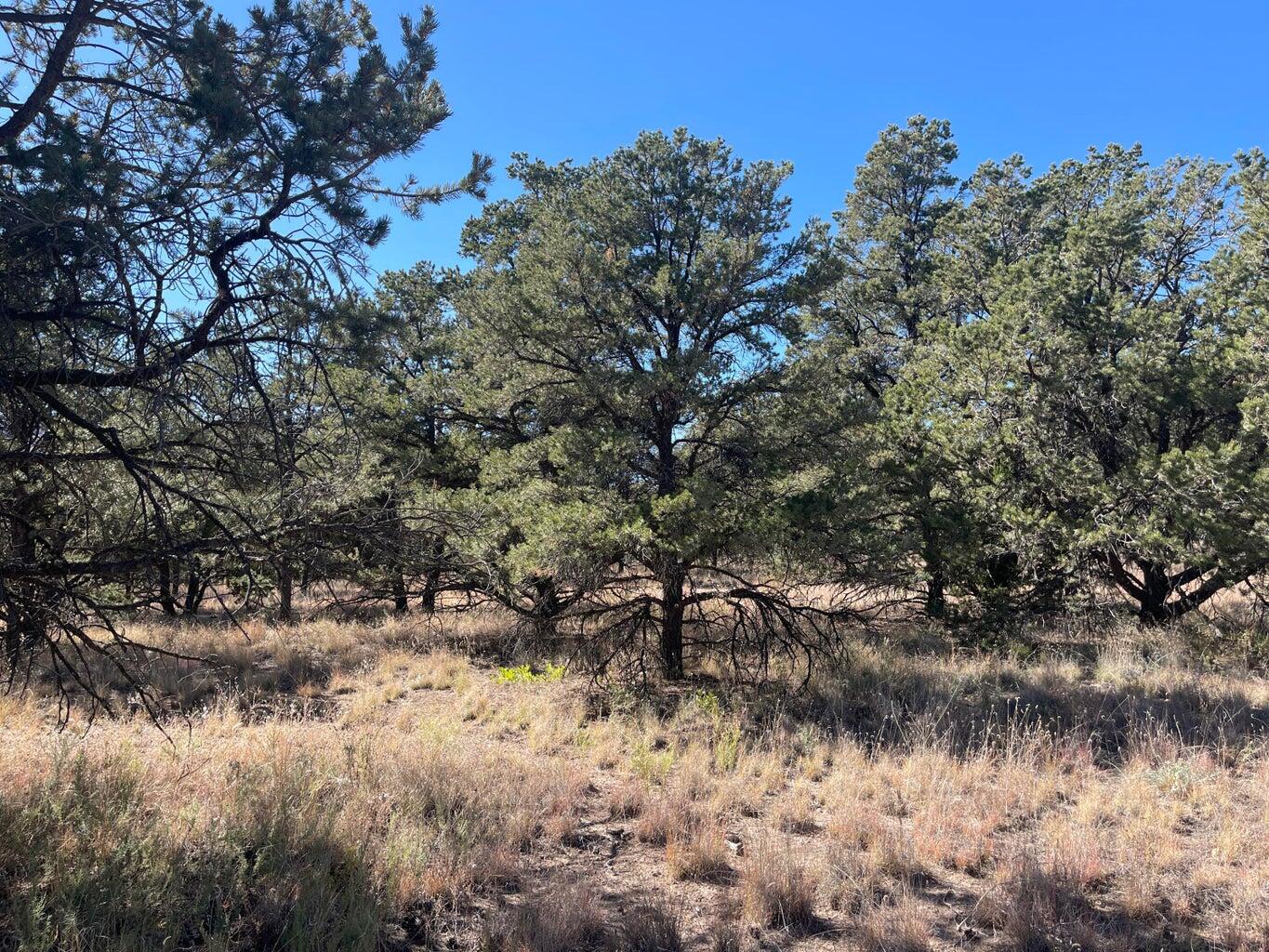 111 Homestead Trail Datil, NM 87821 - Photo 36 of 37 Gallery Image 36