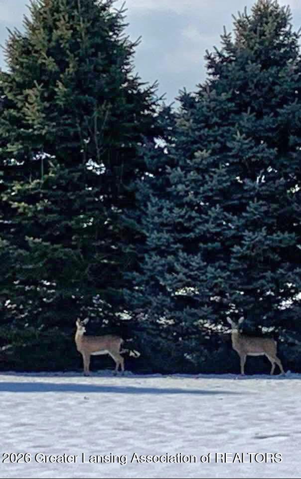841 North Warren Road Ovid, MI 48866 - Photo 4 of 28 Warren deer 2