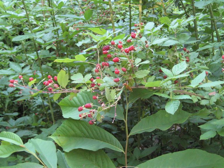 2738 High Bridge Road Lancaster, KY 40444 - Photo 26 of 39 Black berries are almost ready.