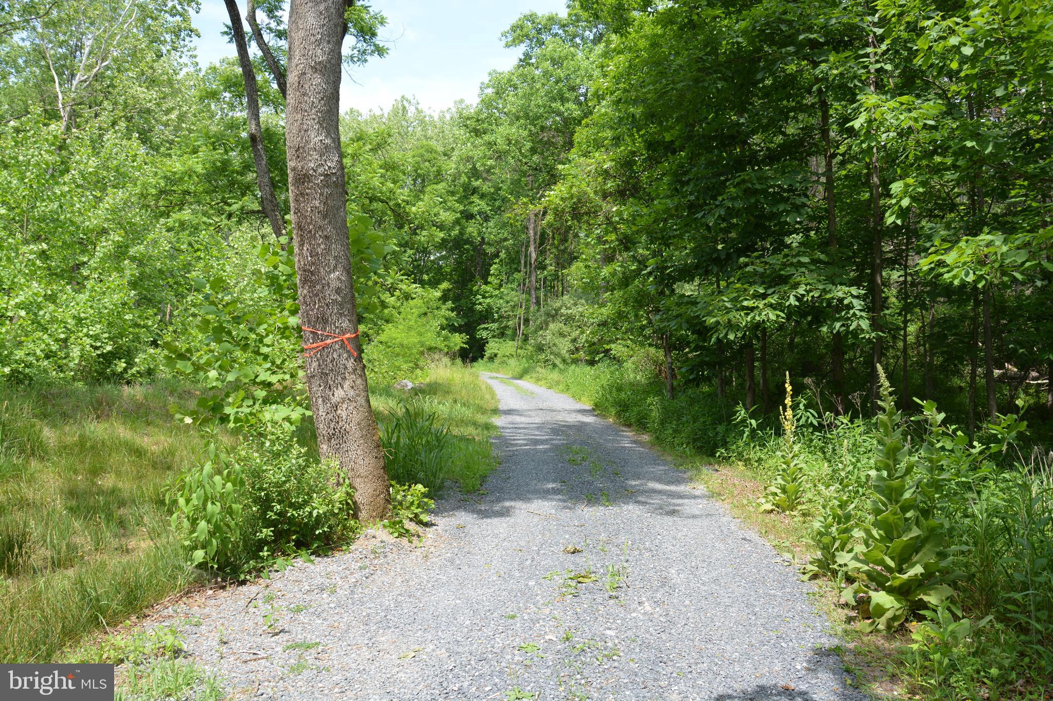 a view of a pathway both side of yard