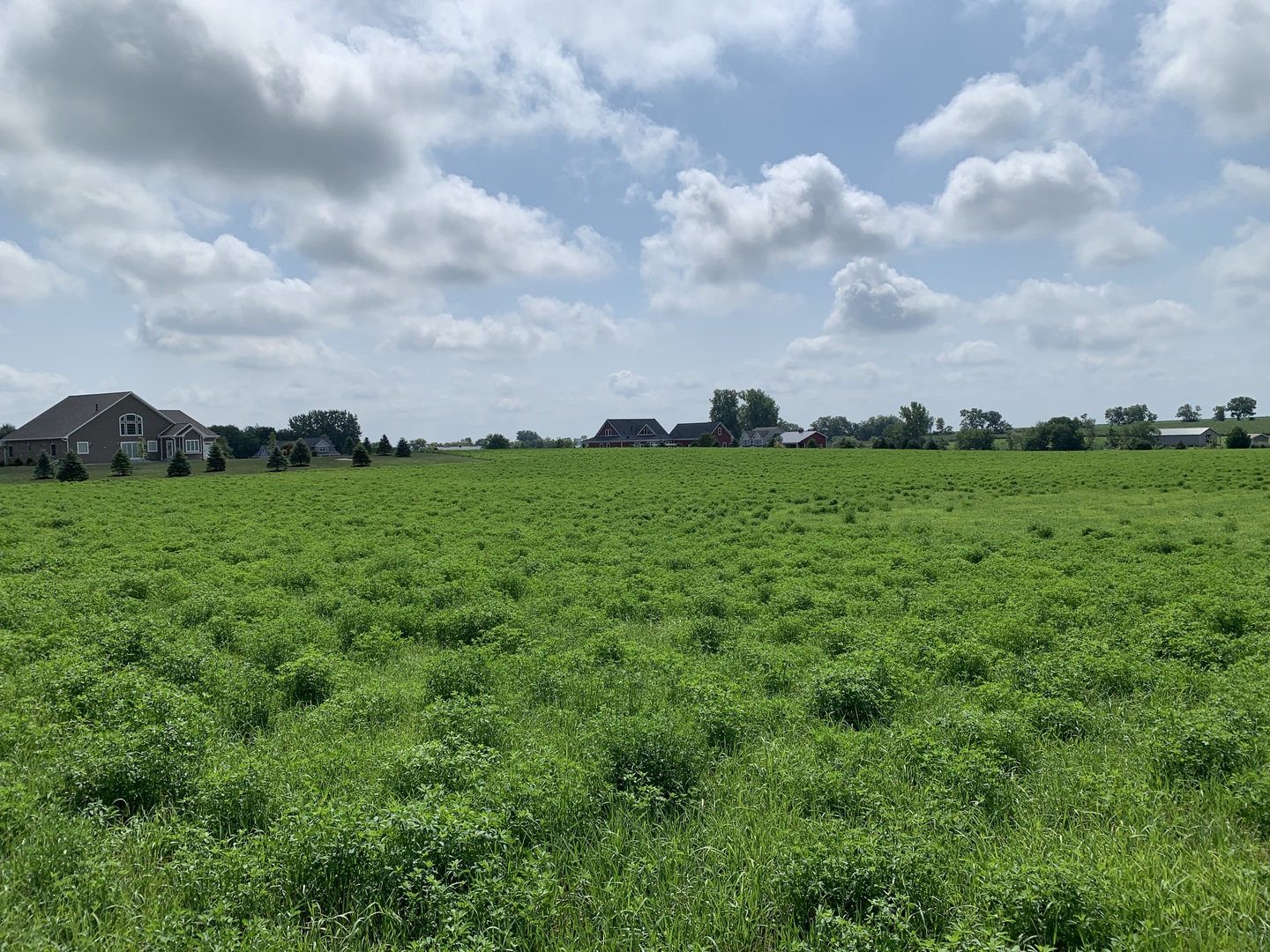 a view of a big yard with plants and a big yard