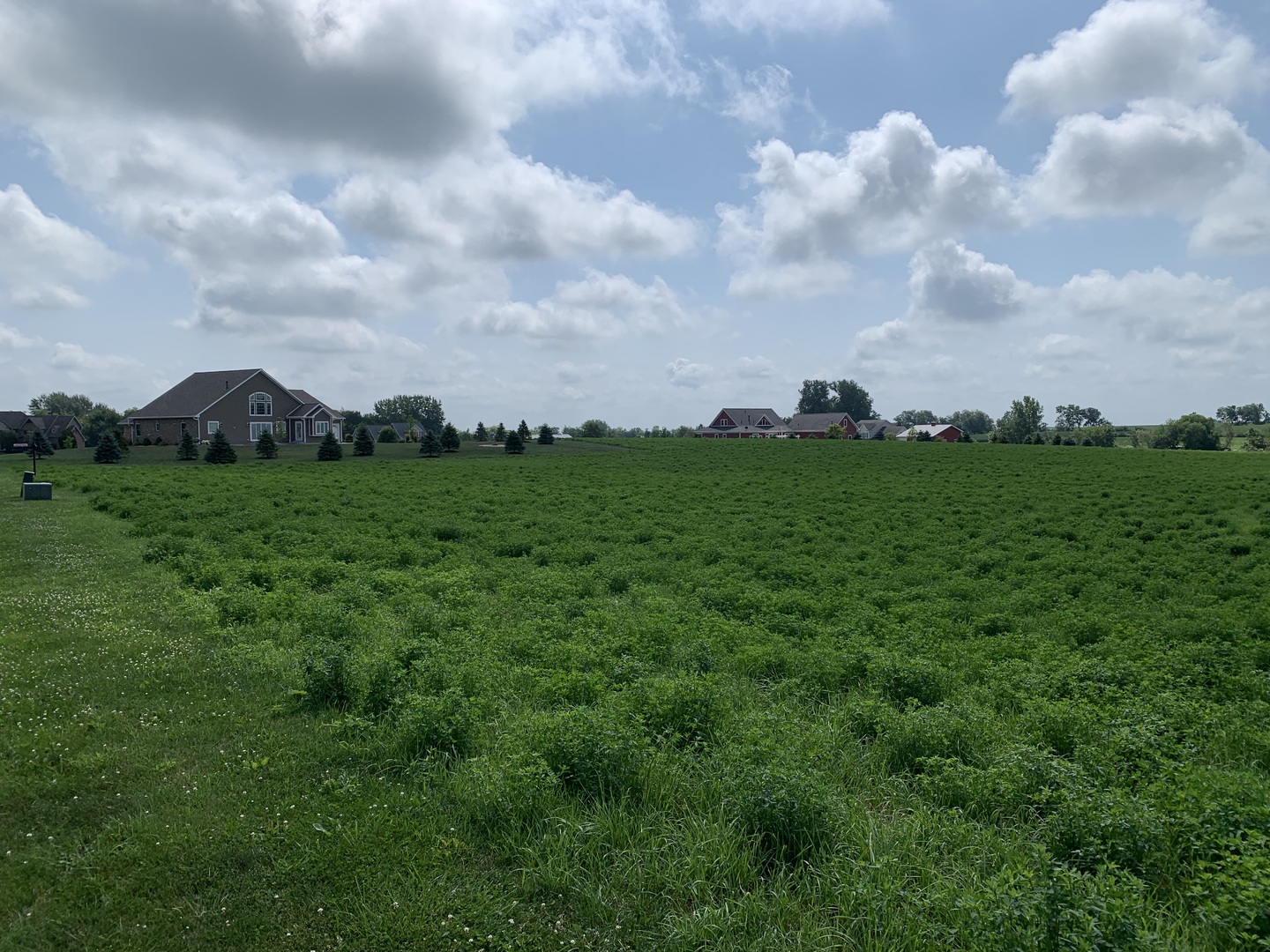 0 North 4179th Road Mendota, IL 61342 - Photo 3 of 4 a view of a big yard with plants and a large tree