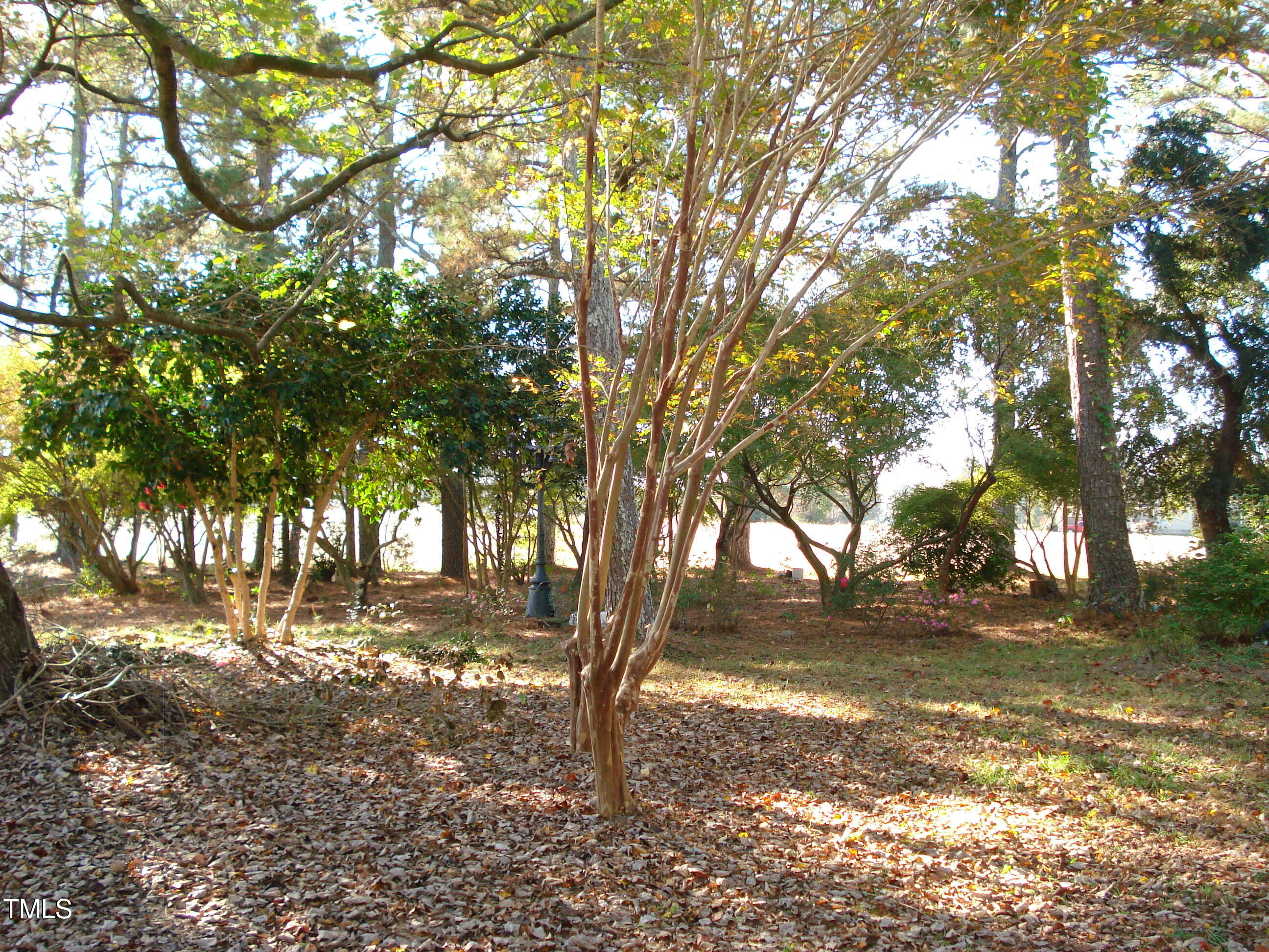 6349 Elevation Road Benson, NC 27504 - Photo 47 of 66 a view of dirt yard with a tree