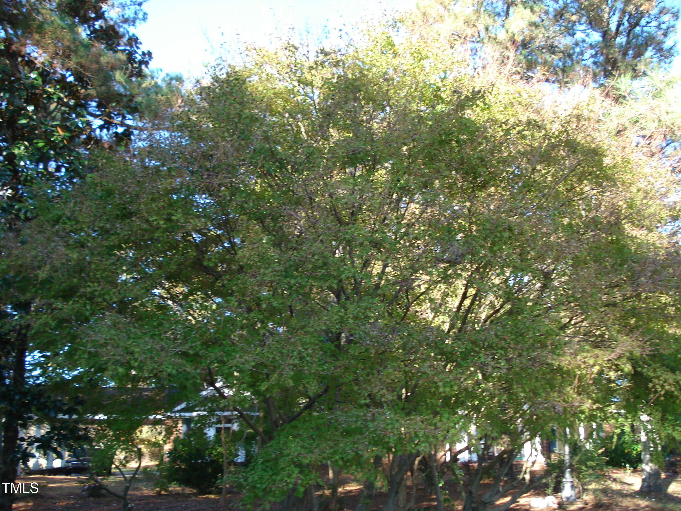 6349 Elevation Road Benson, NC 27504 - Photo 9 of 66 a view of a tree in a yard
