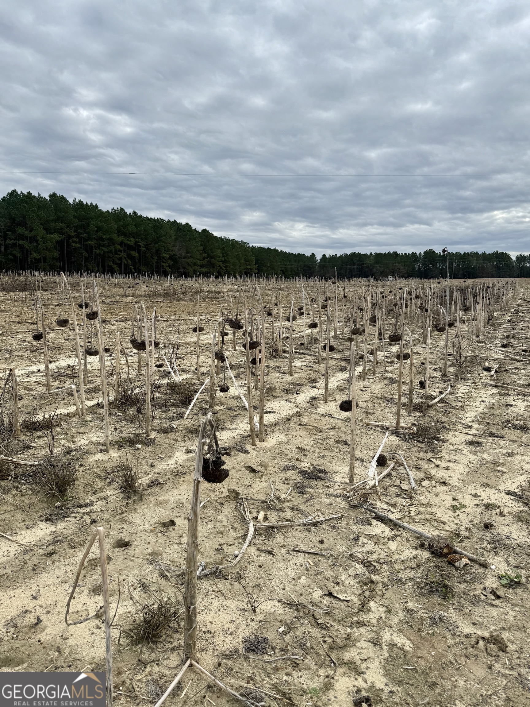 0 Davis Road Dexter, GA 31022 - Photo 3 of 17