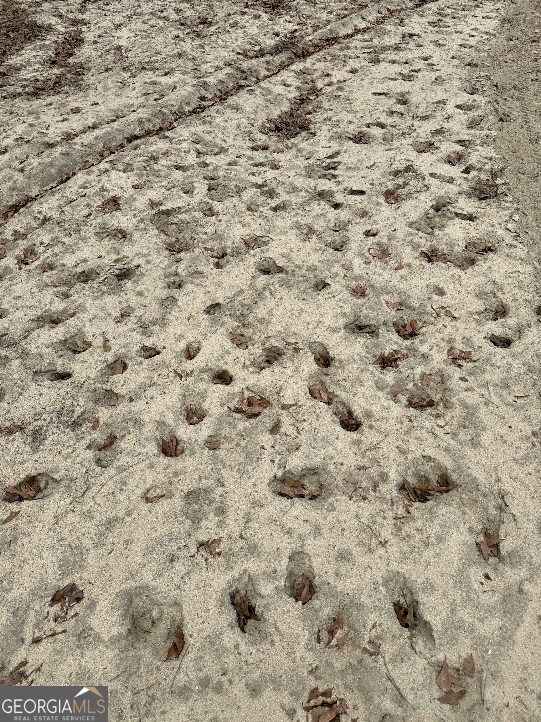 0 Davis Road Dexter, GA 31022 - Photo 5 of 17