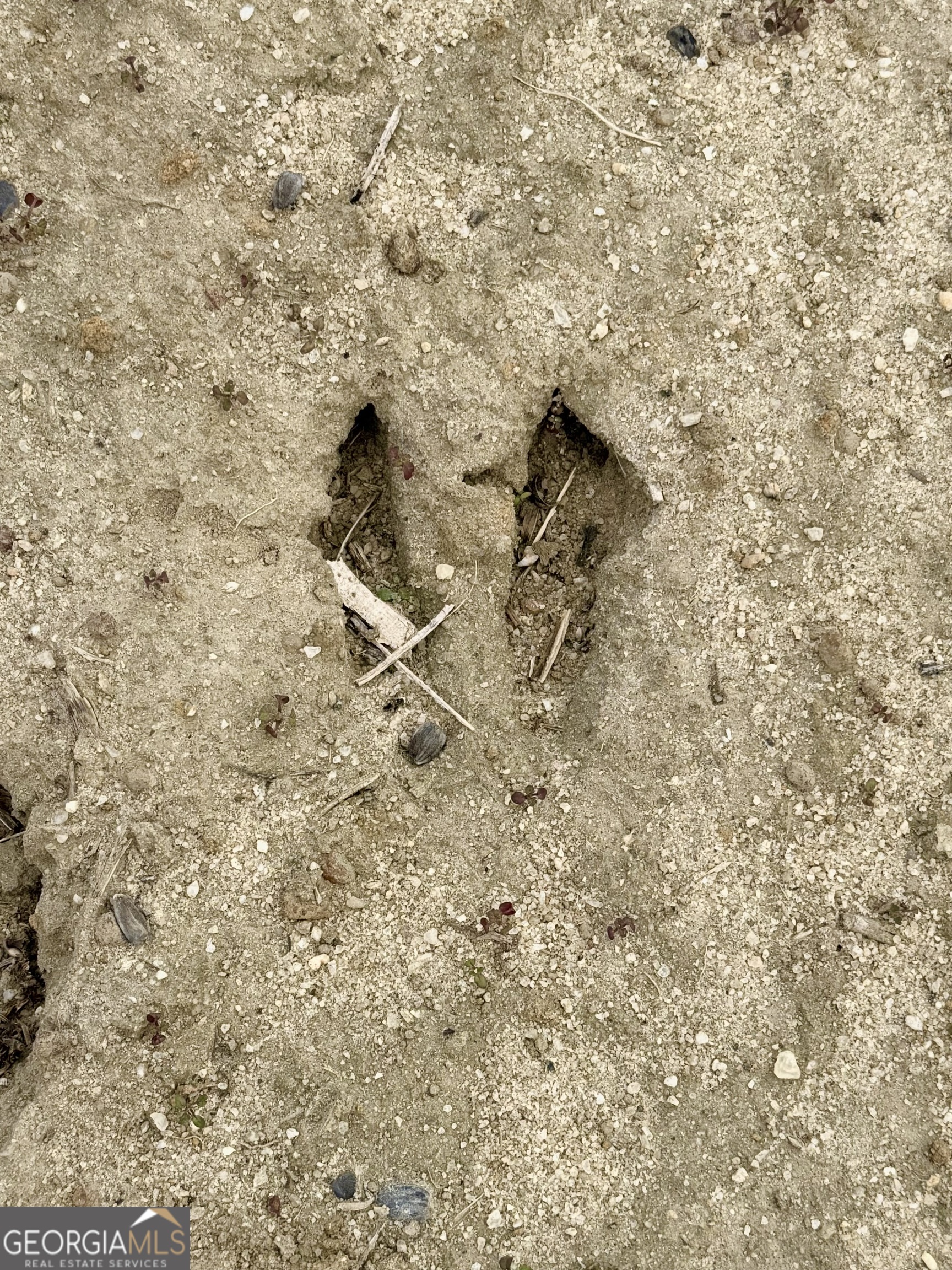 0 Davis Road Dexter, GA 31022 - Photo 7 of 17