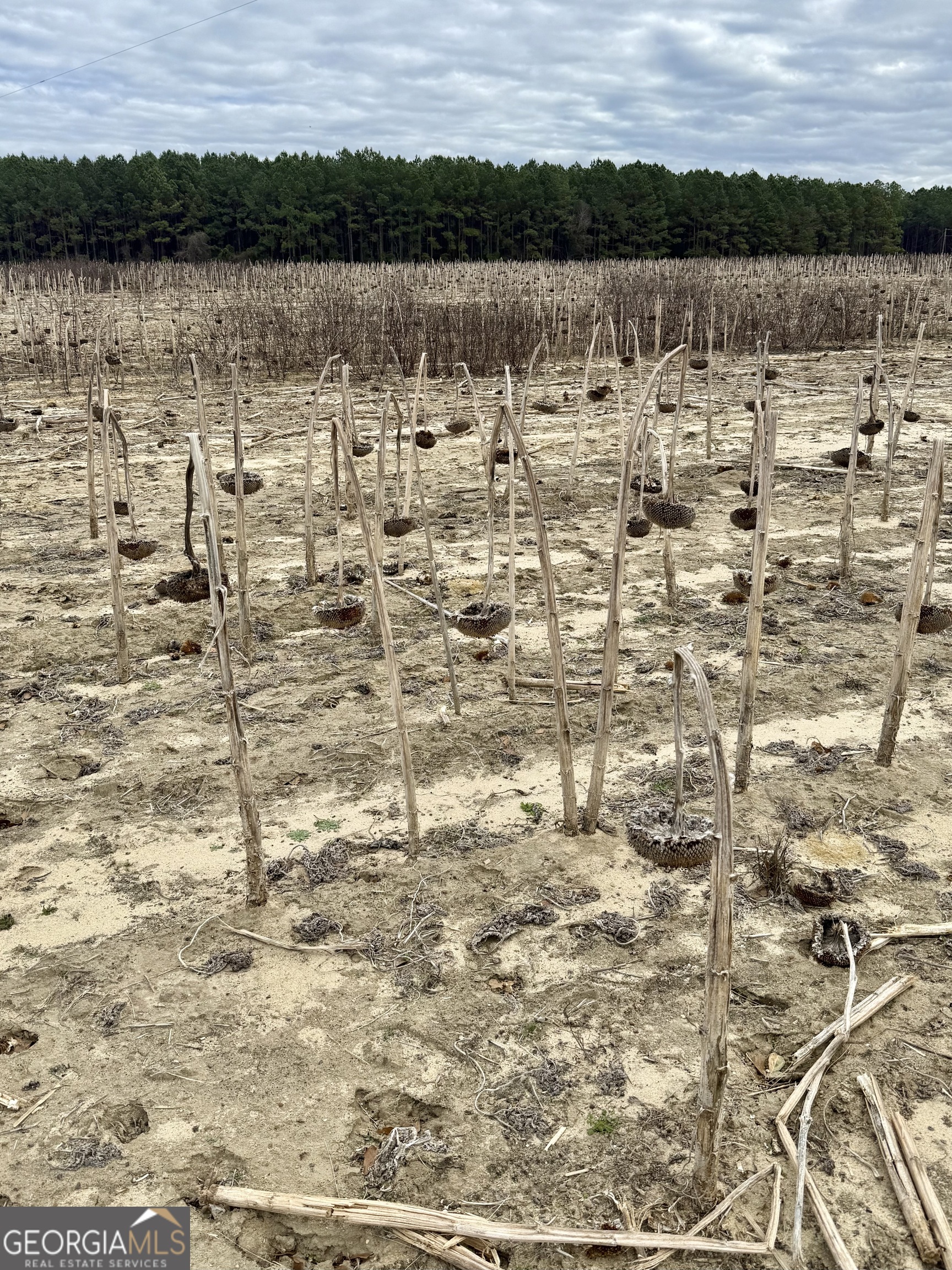 0 Davis Road Dexter, GA 31022 - Photo 10 of 17