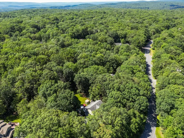 a view of a forest with a street