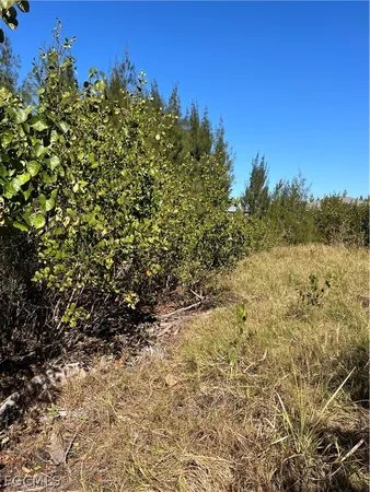 a view of a field with trees in the background