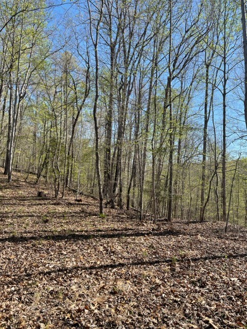 362 Cane Creek Road Hohenwald, TN 38462 - Photo 14 of 46 Gallery Image 14