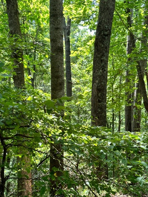 362 Cane Creek Road Hohenwald, TN 38462 - Photo 22 of 46 Gallery Image 22