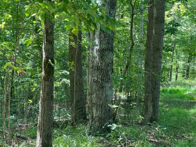 362 Cane Creek Road Hohenwald, TN 38462 - Photo 23 of 46 Gallery Image 23