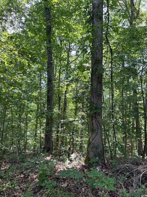 362 Cane Creek Road Hohenwald, TN 38462 - Photo 26 of 46 Gallery Image 26