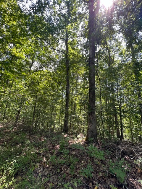 362 Cane Creek Road Hohenwald, TN 38462 - Photo 27 of 46 Gallery Image 27