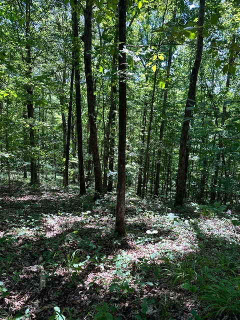 362 Cane Creek Road Hohenwald, TN 38462 - Photo 30 of 46 Gallery Image 30
