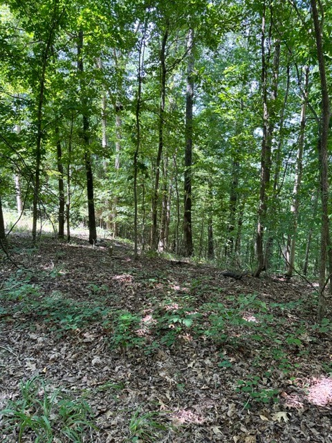 362 Cane Creek Road Hohenwald, TN 38462 - Photo 31 of 46 Gallery Image 31