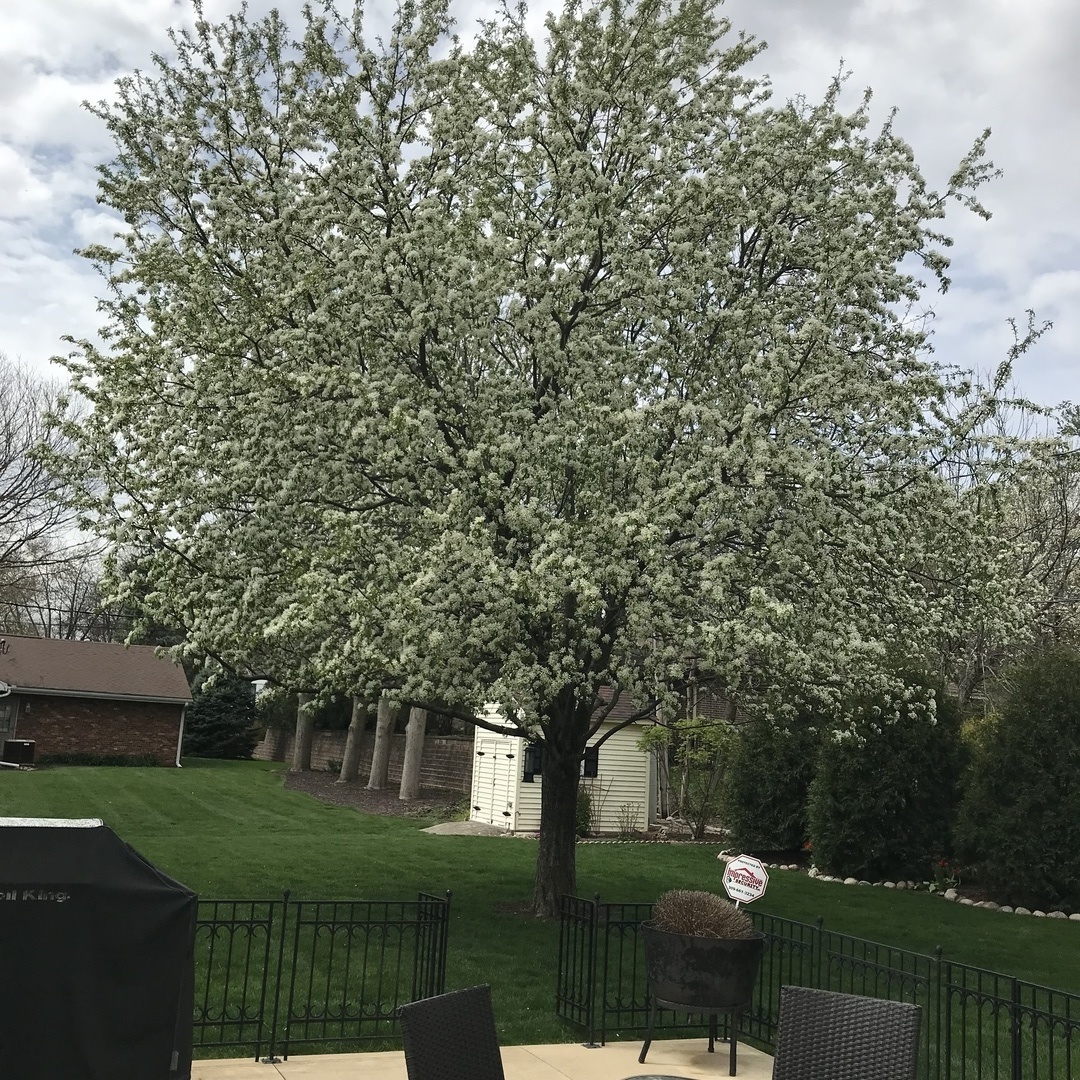 502 Jersey Avenue Normal, IL 61761 - Photo 44 of 46 a view of a house with a yard